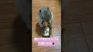 今年初ものメロン🍈を食べるジリス#リチャードソンジリス#リス#shorts