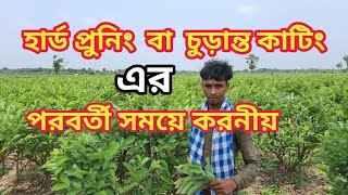 পেয়ারা গাছের হার্ড প্রুনিং বা চূড়ান্ত কাটিং এর পরবর্তী Live