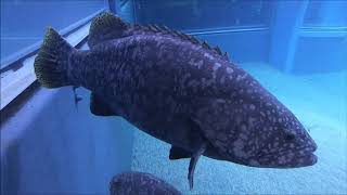 【海遊館】ゆっくり泳ぐタマカイの紹介（Giant grouper）Epinephelus lanceolatus