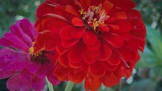 【Happy Gardening 28 】Zinnia，Echi aces;  百日菊，松果菊