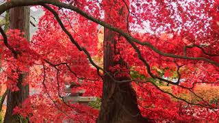 Autumn Music | Mother Nature Music | Relaxation Music | Soothing Refresh