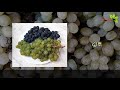 દ્રાક્ષ ખાવાના અનેક ફાયદાઓ benefits of grapes