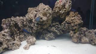 Malawi Cichlid Rockscape