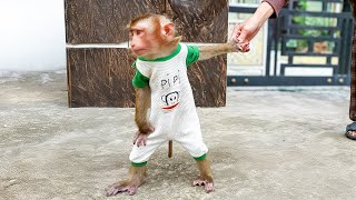 Monkey PiPi's actions after days indoors due to leg injury