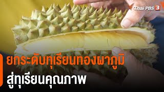 ยกระดับทุเรียนทองผาภูมิ สู่ทุเรียนคุณภาพ จ.กาญจนบุรี | กินอยู่รู้รอบ | วันใหม่ไทยพีบีเอส 29 มิ.ย. 65