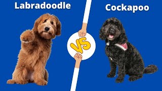 Cockapoo vs Labradoodle - Dog Breed Comparison!