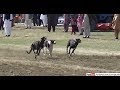 Download Attock greyhound derby race 2019 Quarter final | dog race 2019 In Mp4 3Gp Full HD Video