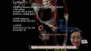 [골반과 넙다리 근육] 깊은가쪽돌림근군  - 바깥폐쇄근Obturator Externus