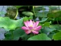 4k .한국의 자연 풍경.연꽃.4k .nature scenery in south korea.lotus flower