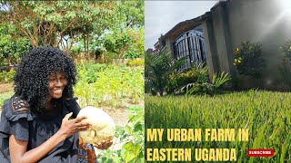 A Tour Of My Urban Farm In Soroti ,Eastern Uganda.