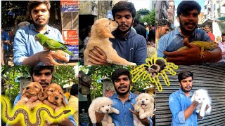 November month chennai Broadway Pet Market