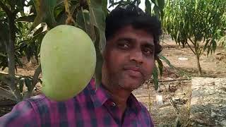 अतिशय घन पध्दत आंबा 2 वर्षात उत्पादन high density organic mango - yield size and weight at 2.5 year