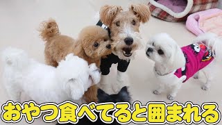 おやつ食べてると囲まれる　🐶ひみつきちなう！①🐶 ワイアーフォックステリア 2022年12月6日