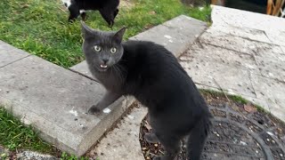 Very angry, different and aggressive stray cat😨