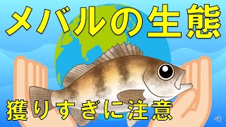 【メバル】生態や特徴を学んで永く楽しむ