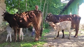 ДУ САР СУПЕР ГОВҲОИ ГУСОЛАДОРИ ФУРУШИ ТЕЛ 409 23 23 23 ВА 032 60 60 60.          8 мая 2024 г.