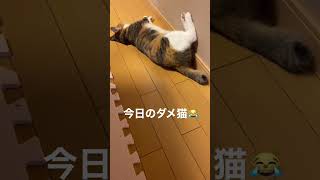 今日も安定のダメ猫😹