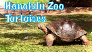 Tortoises at the Honolulu Zoo | Waikiki, Hawaii | Virtual Tour | Bret Kilauea