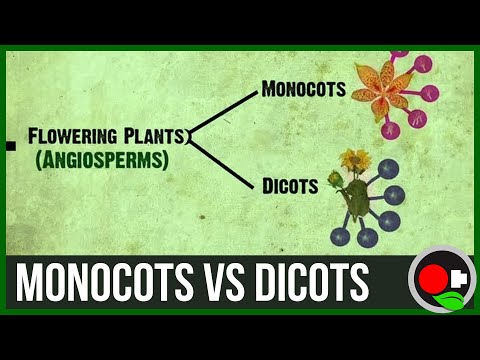 Is a lily a monocot or dicot?