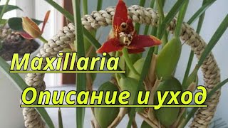 Максиллярия описание и уход.( Maxillaria tenuifolia, Maxillaria Men.Ben.Berliner.)