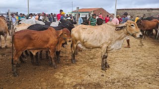 FEIRA DO GADO DE ARARA-PB🤠🌵!!!03/03/2025