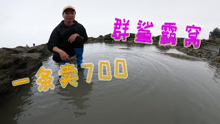 60米长龙坑投8个猪肺打窝，2天后引来群鲨霸窝，一条卖700元发了