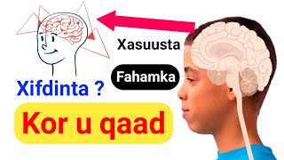 Xifdinta iyo fahamka maskaxda maxaa kordhiyo ama siyaadiyo ?? #Caafimaad