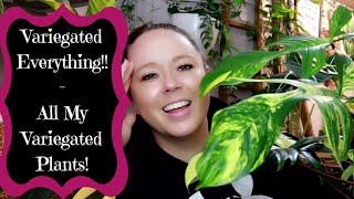 Variegated Everything!!! - All My Variegated Houseplants!!