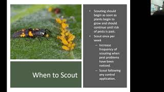 Scouting for Insect and Disease in the Home Landscape