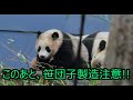 【パンダ】ほとんど寝ていたリーリー 後半笹団子製造現場あり 【panda】比力