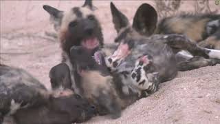 Moment of the Week: Spending time with playful African wild dog pups