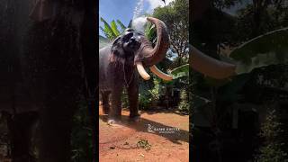 പാമ്പാടി ആന |pampady rajan|#keralaelephant #malayalam