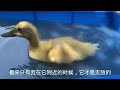 masked bird brother｜ducklings compete with each other for the bathtub the scene is funny.