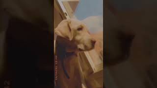 Dekha Hazaro Dafaa | Lucky Charm| Labrador Retriever Puppy|