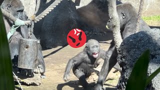 😡Angry baby gorilla‼️SumomoがRikiにキレた💢😂