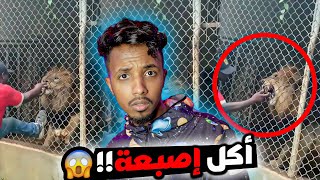 يمزح مع الاسد وراحت اصبعه!!