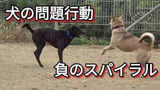 【犬の問題行動】負のスパイラル　Dog Rescue