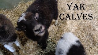 Yak Calves