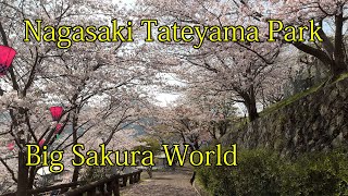 日本九州长崎立山公园樱花盛开烧蒜鸡蛋叉烧拉面垂涎三尺平民幸福