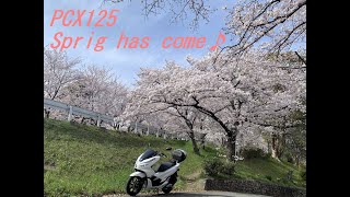 [PCX125 散歩]桜を眺めにブラっと散歩