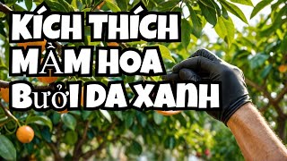 Bí Quyết Tỉa Cành và Kích Thích Mầm Hoa Cho Bưởi Da Xanh