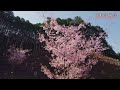 桜ドローン撮影　空から見る桜の世界　京都・宝泉寺　和歌山・田辺市　大阪・造幣局　京都・美山町　drone japanese cherry blossoms sakura japan 【関西テレビ】