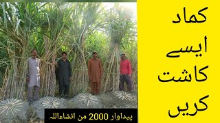 Ring Pit method of Sugarcane | Latest method of sugarcane cultivation | Kamad ki jadeed kasht