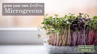 Sow Right Seeds | Superfood Microgreens