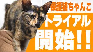 保護猫トライアル5日間の軌跡