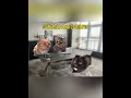 当我去好兄弟公司面试 猫meme 猫meme小剧场 cat 迷恋 funny 萌宠 貓 cute 萌寵 pets 治癒小貓 animals