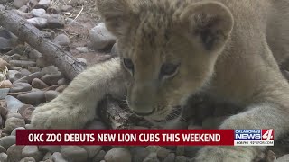 OKC Zoo debuts new lion cubs this weekend