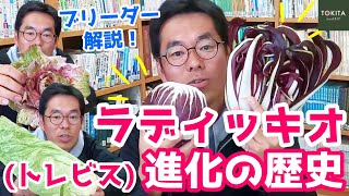 【イタリア野菜】ラディッキオ(トレビス)の種類と歴史を解説！【ブリーダー】