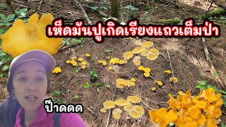 พึ่งเคยเห็นเห็ดมันปูป่าสนเกิดเป็นกลุ่มๆ#คนไทยในต่างแดน #เห็ดมันปู #chanterelles #เก็บเห็ดต่างประเทศ