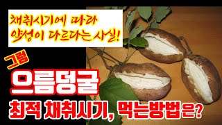 전립선, 비뇨기질환에 탁월한 으름덩굴 채취시기 으름덩굴 먹는법 으름덩굴 효능 으름주 담그는법 으름덩굴차 주의사항